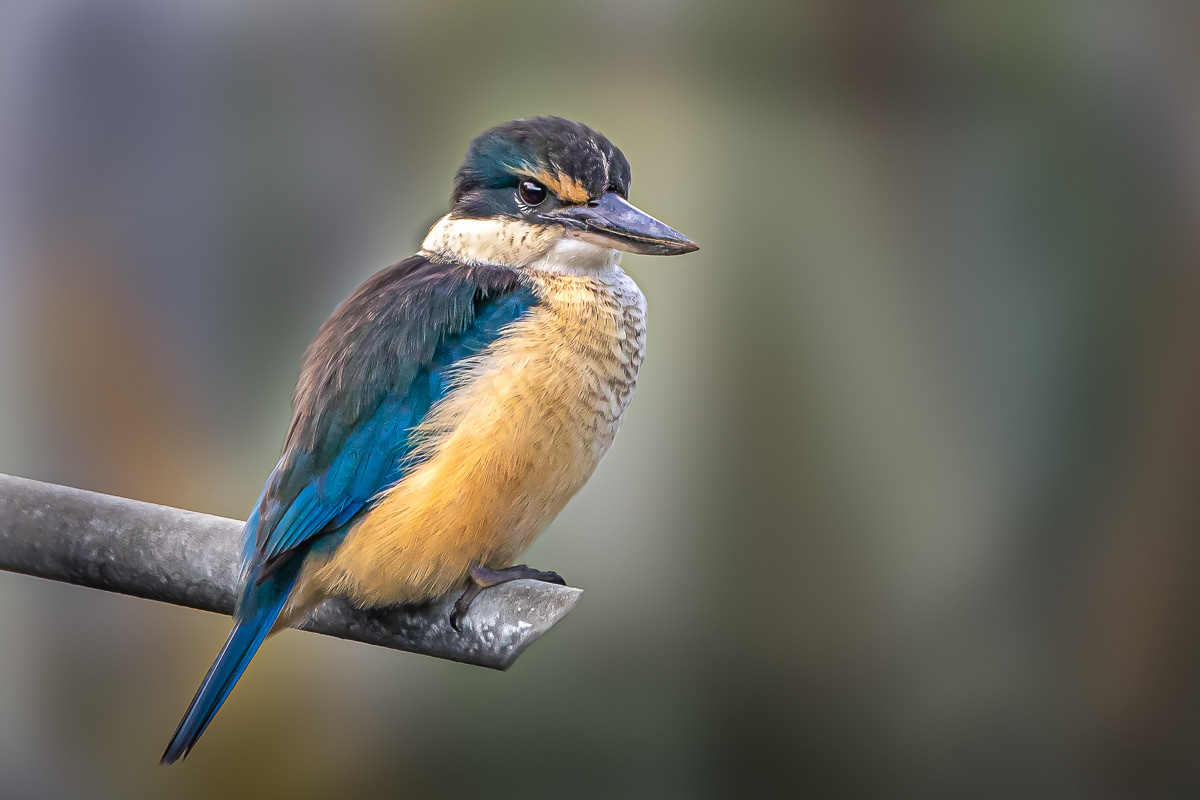 Kingfisher, New Zealand, bird