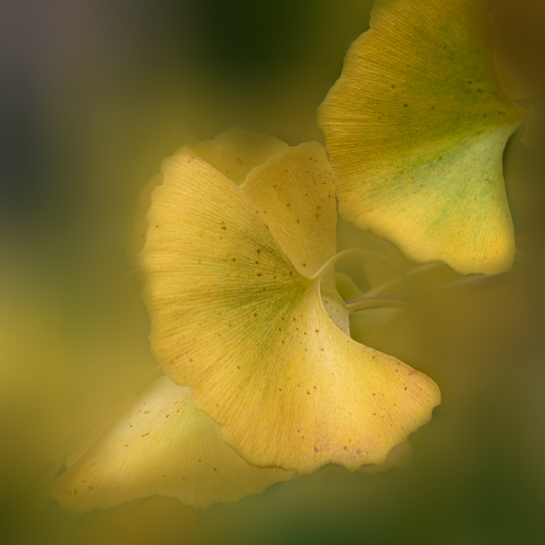Ginkgo biloba, Jill Lancaster