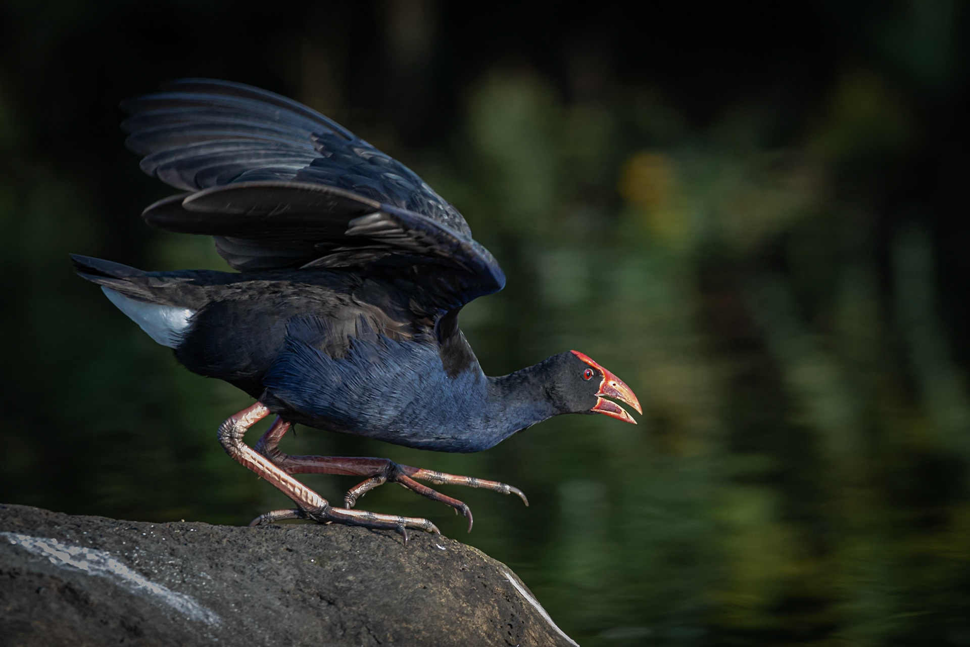 Pukeko, New Zealand, bird