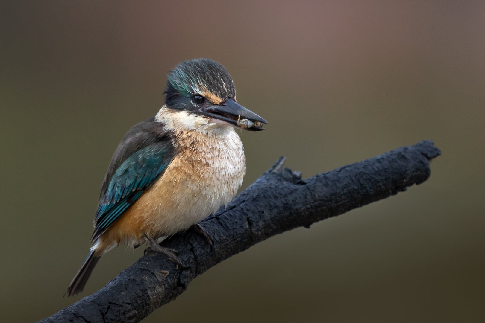 Kingfisher, bird, New Zealand