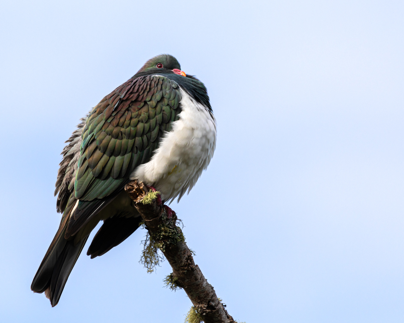 Keraru, New Zealand, Pigeon, birds,
