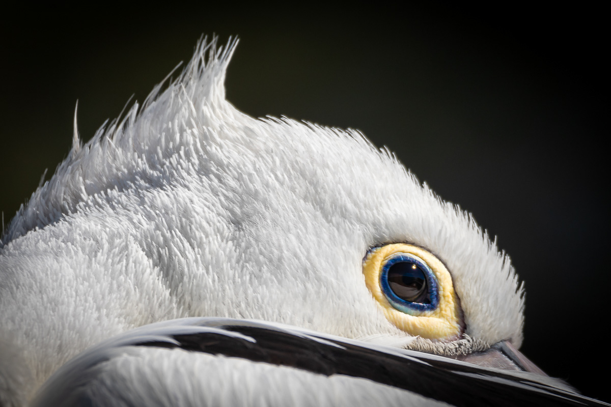 Pelican, bird, Australia, Jill Lancaster