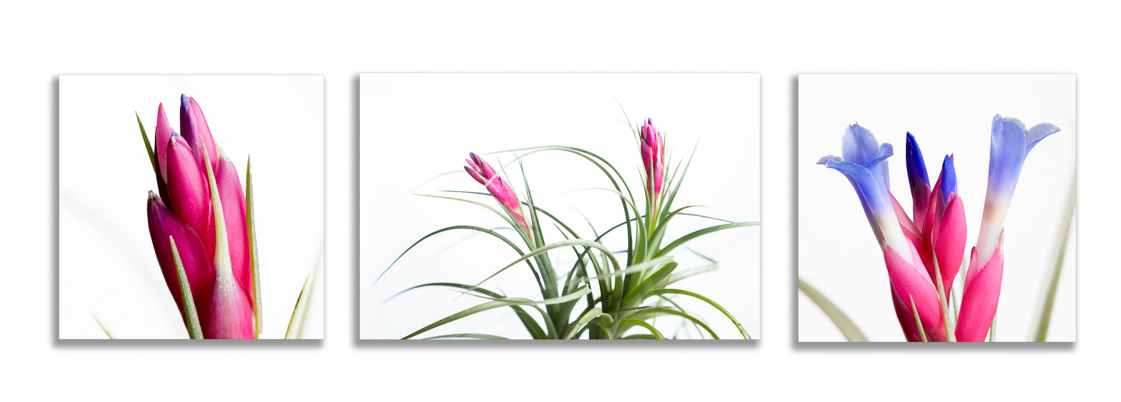 Tillandsia tenuifolia - Air Plant
