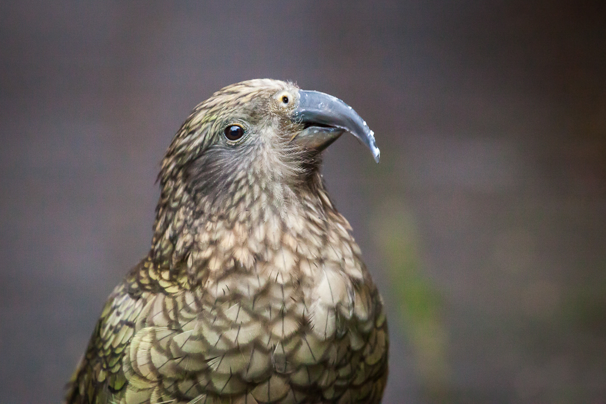Kea, bird, New Zealand