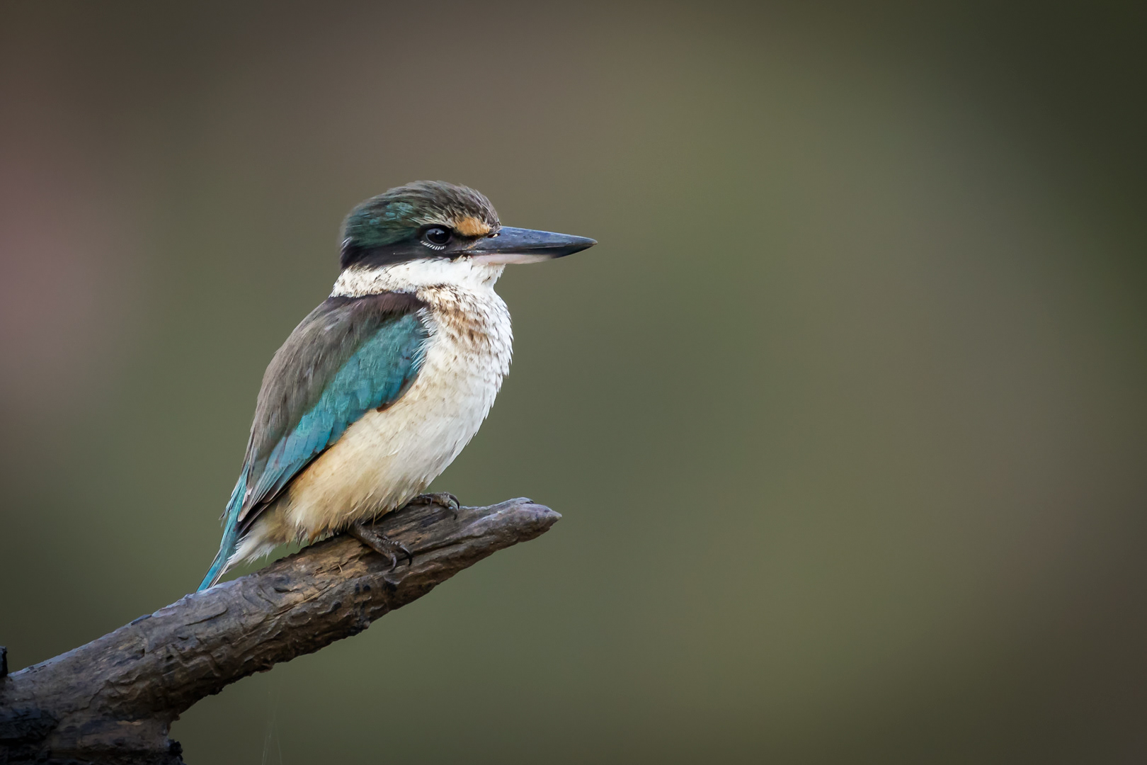 Kingfisher, bird, New Zealand