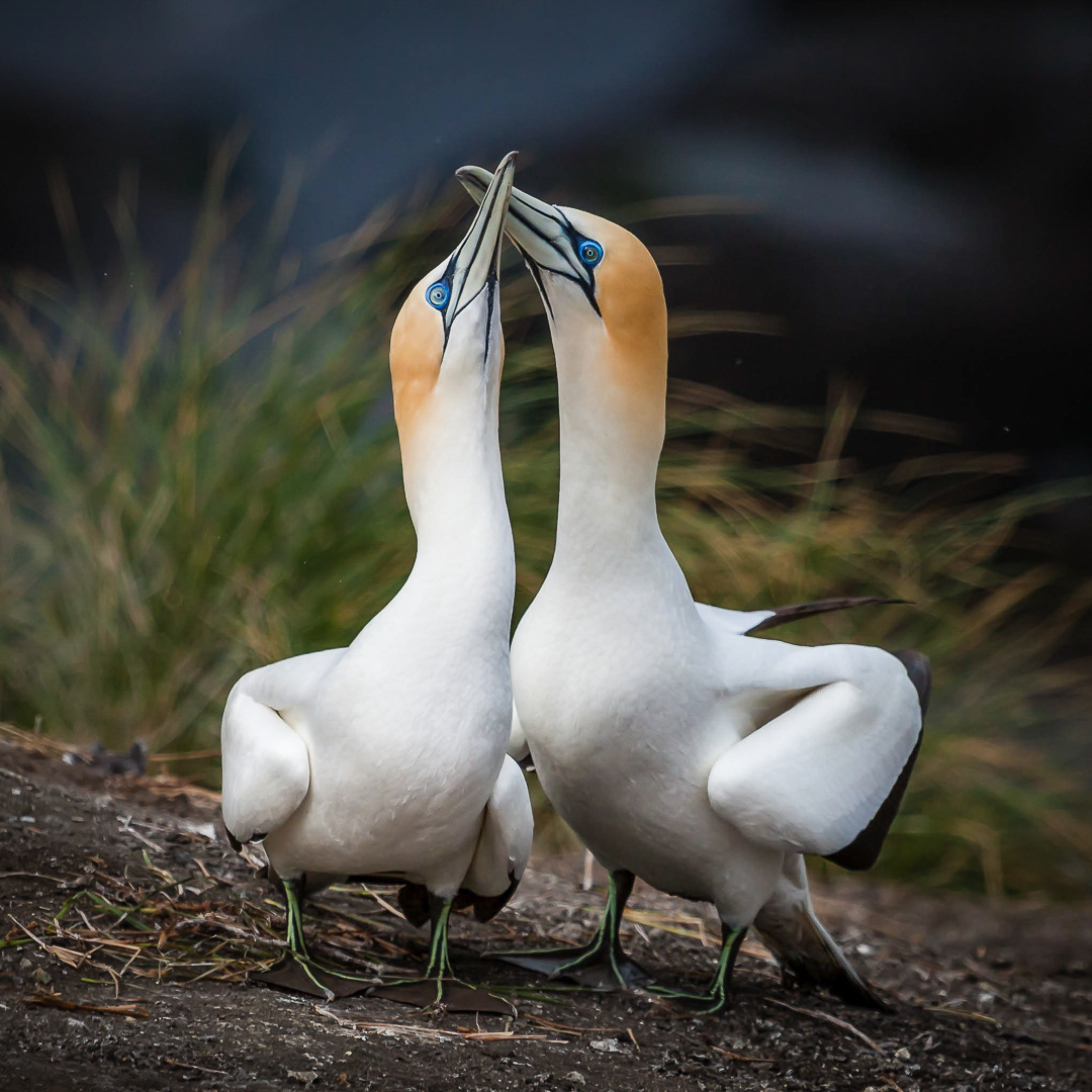Gannets, birds