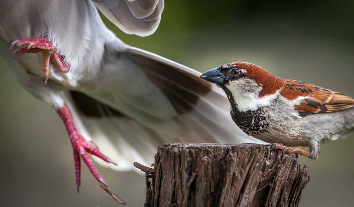 Sparrow, dove, birds