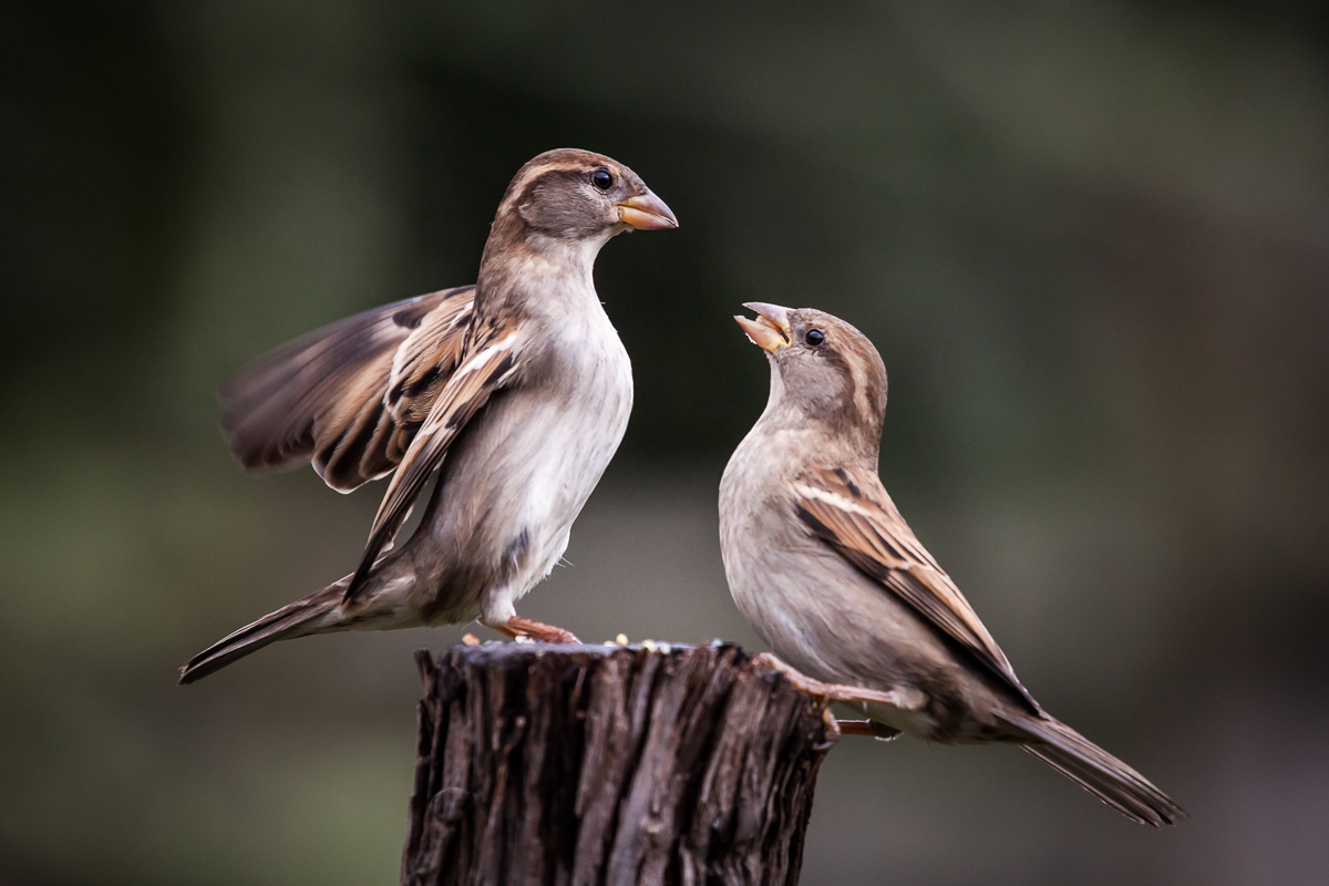 Sparrows, birds