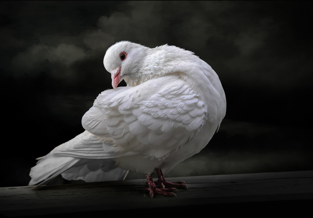 dove, white dove, pigeon, bird