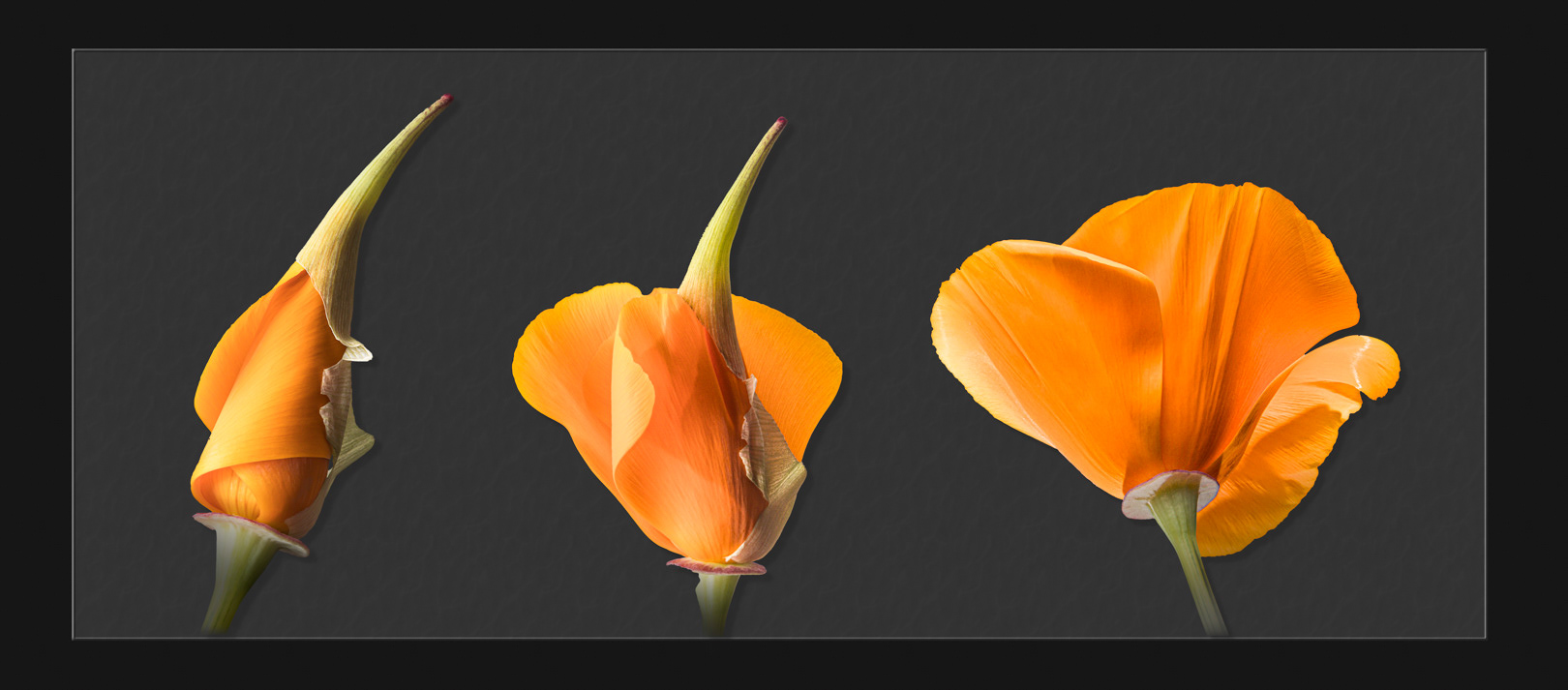 Californian Poppy