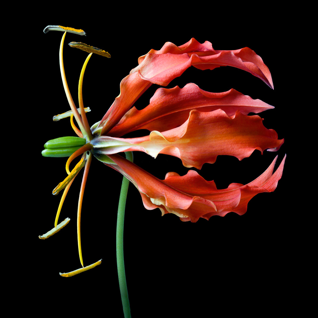 Gloriosa Lily