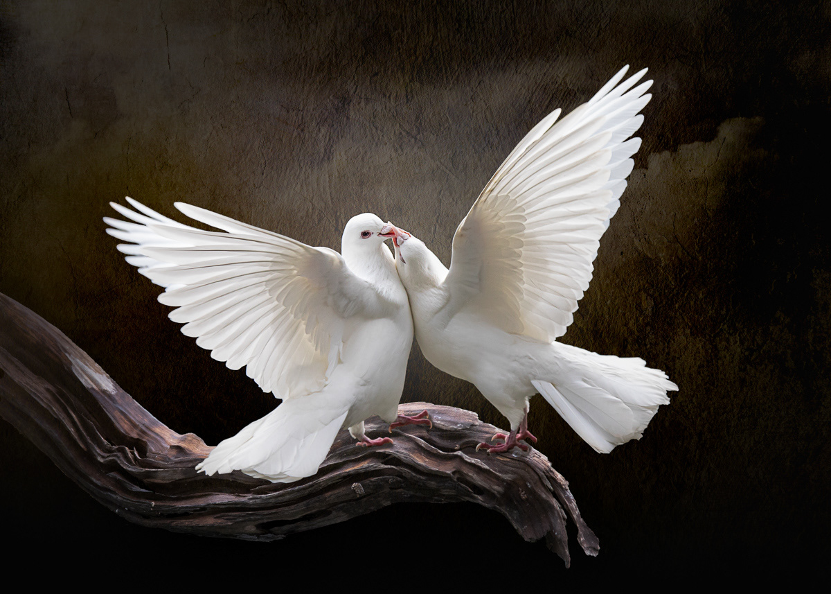 white doves, doves, Jill Lancaster
