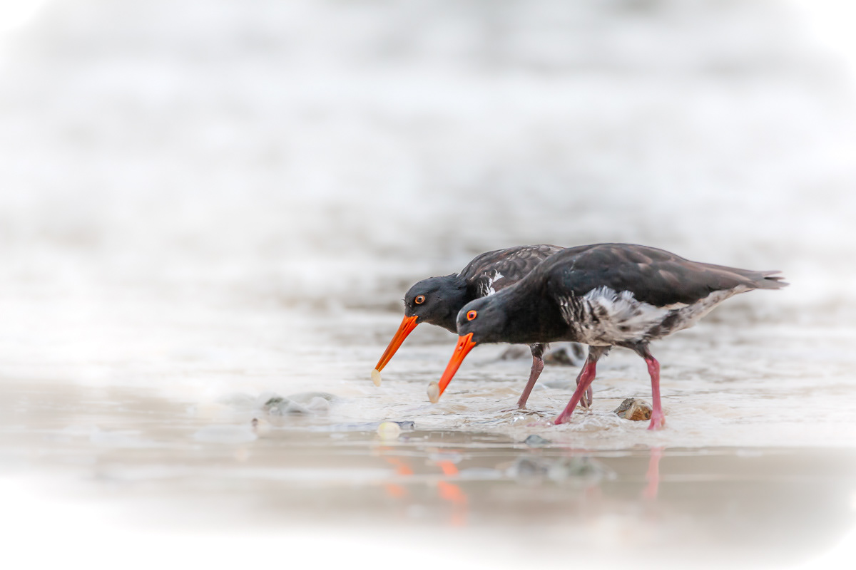 Oyster Catcher, birds, New Zealand