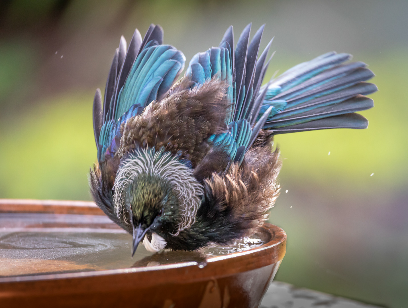 Tui, New Zealand