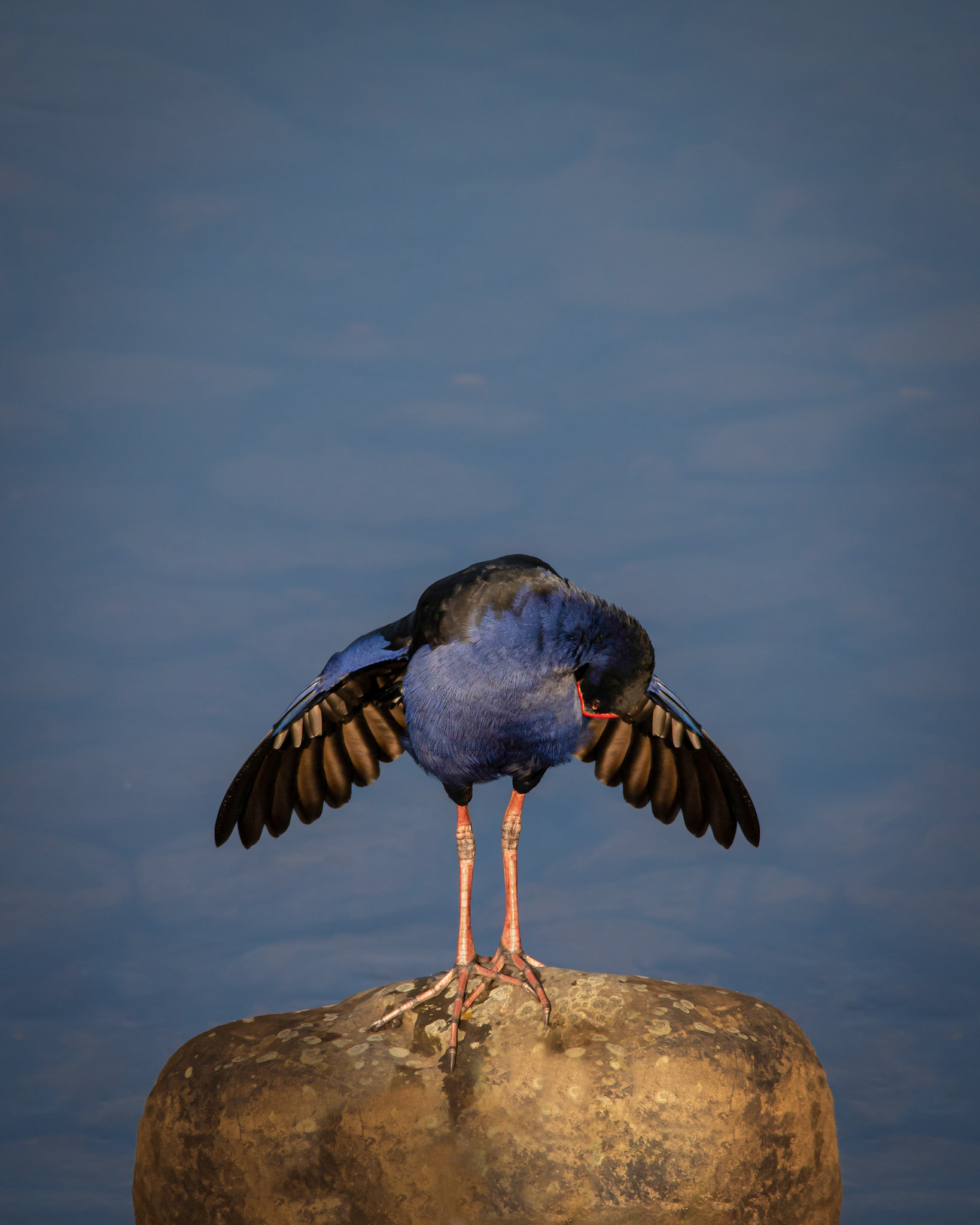Pukeko, New Zealand, bird