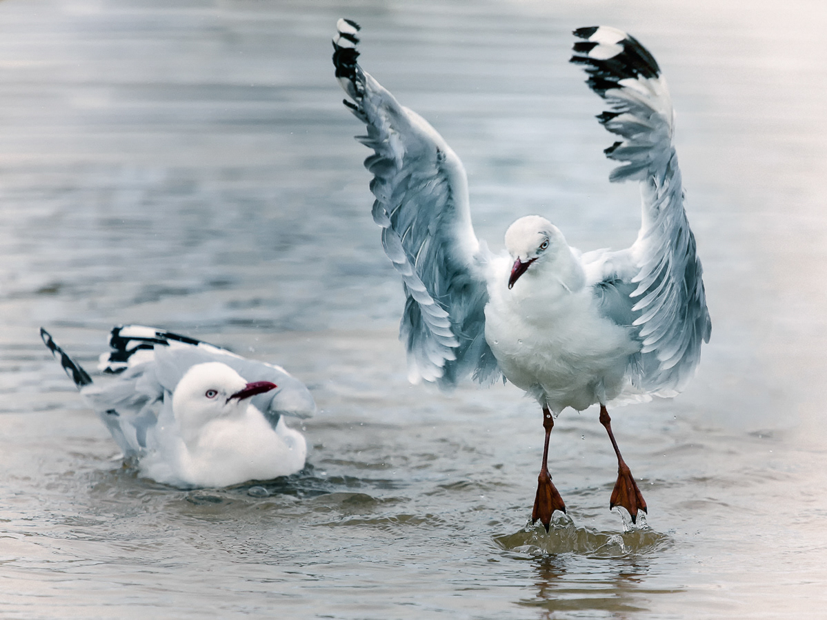 Red billed gulls, birds