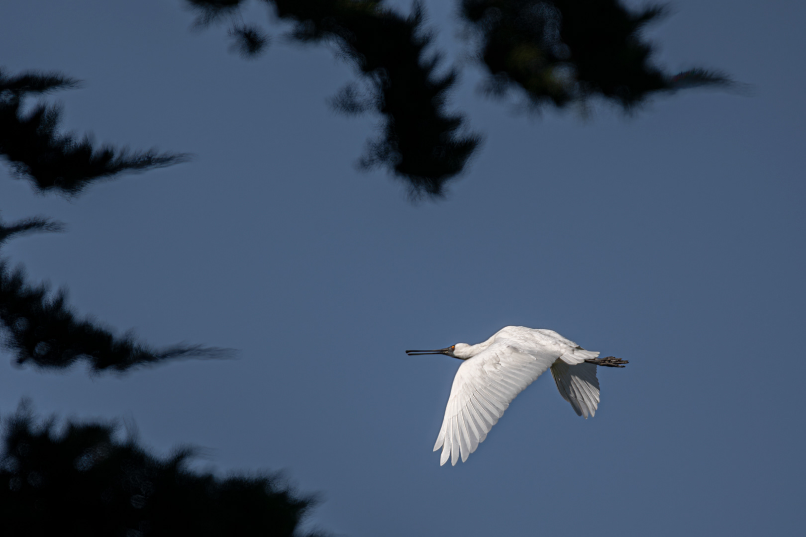 Spoonbill flying at Awanui New Zealand