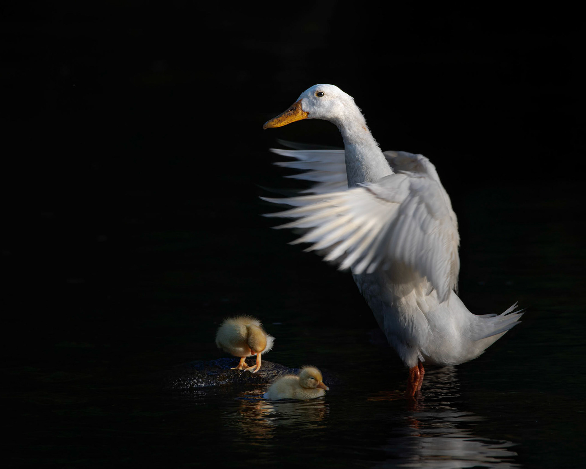 duck, ducklings, white
