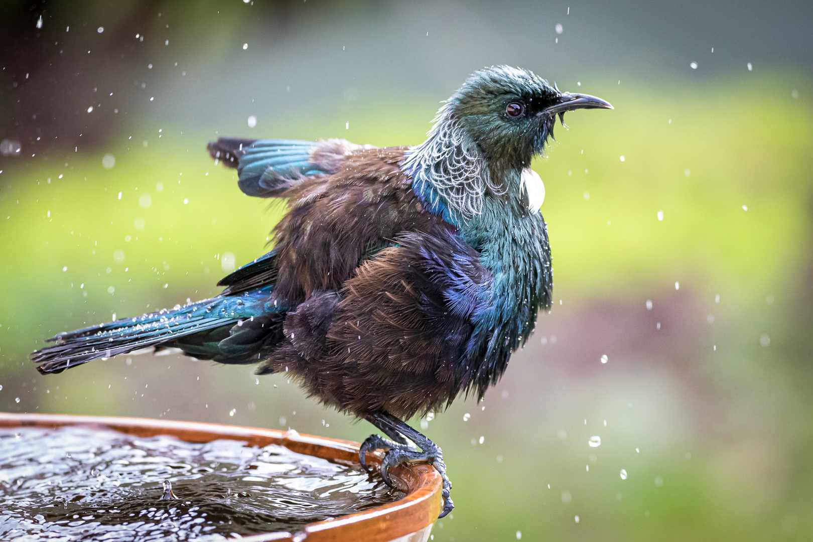 Tui, bird, New Zealand