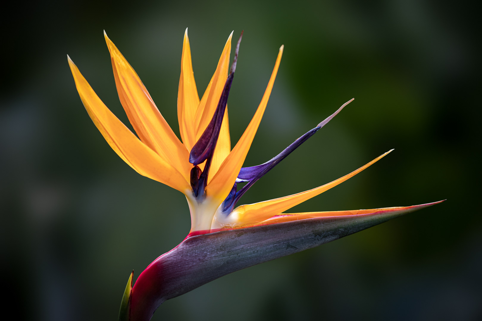 Strelitzia, Bird of Paradise, Plant, Jill Lancaster