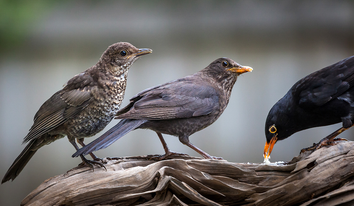 Black birds, family