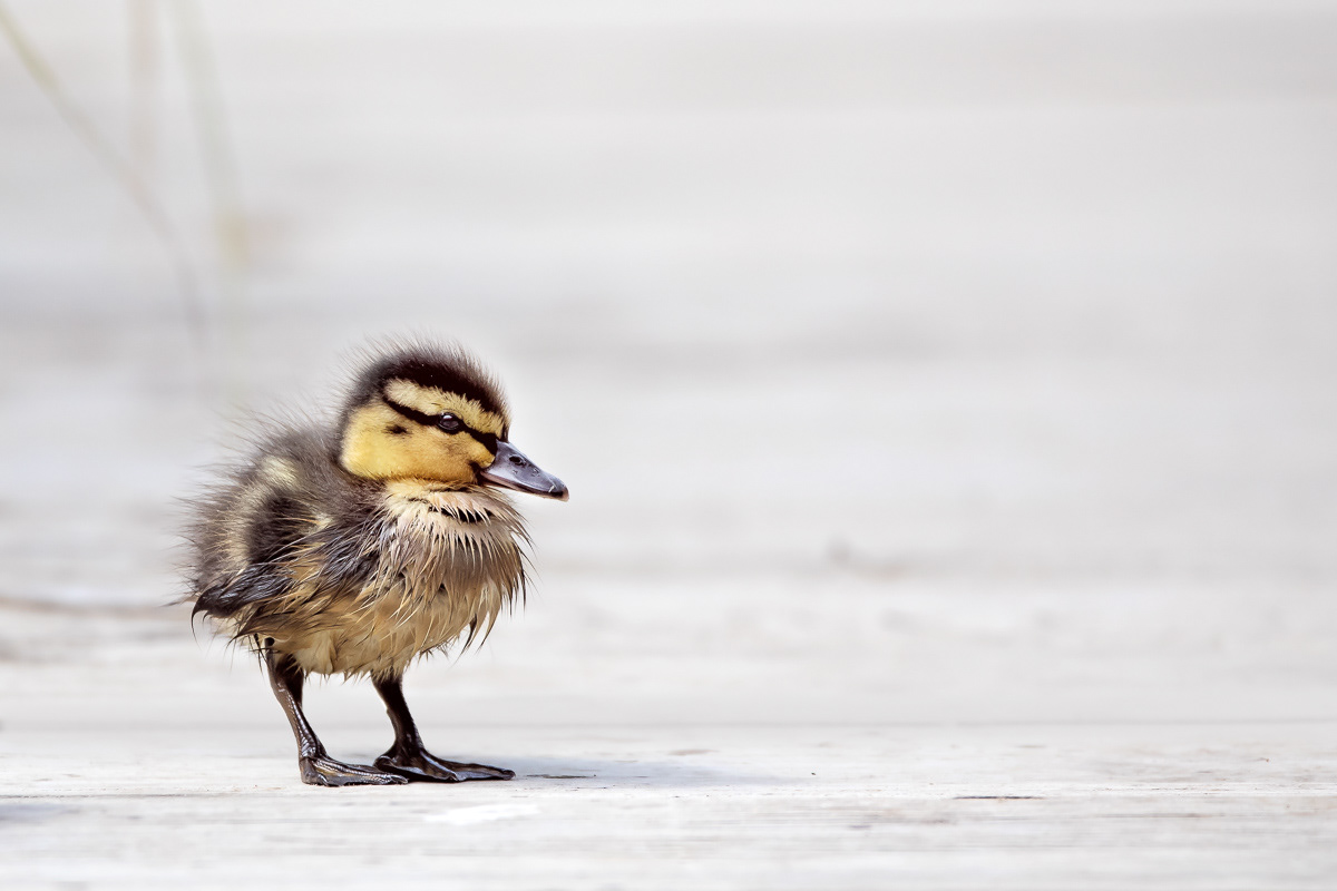 duckling, bird