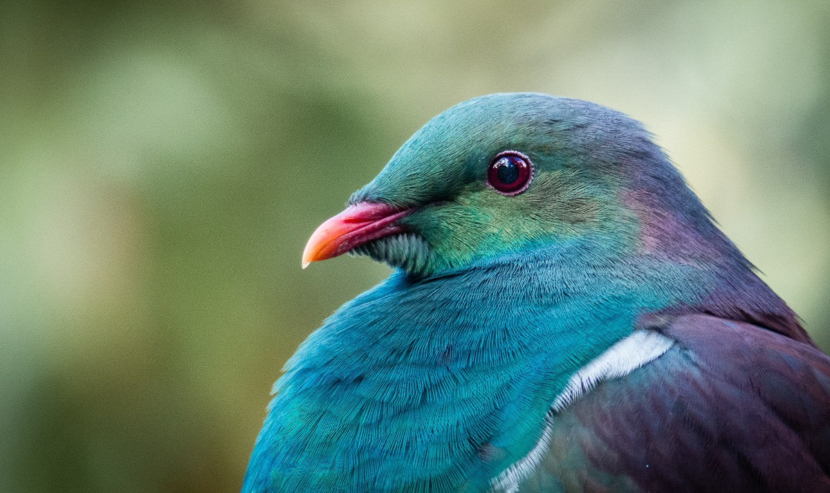 Kereru, Wood Pigeon, New Zealand, bird