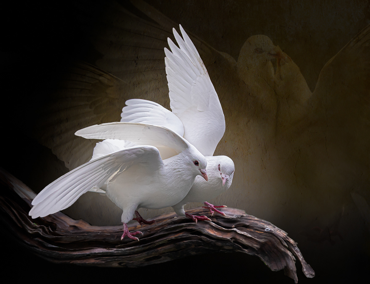 doves, white doves, birds