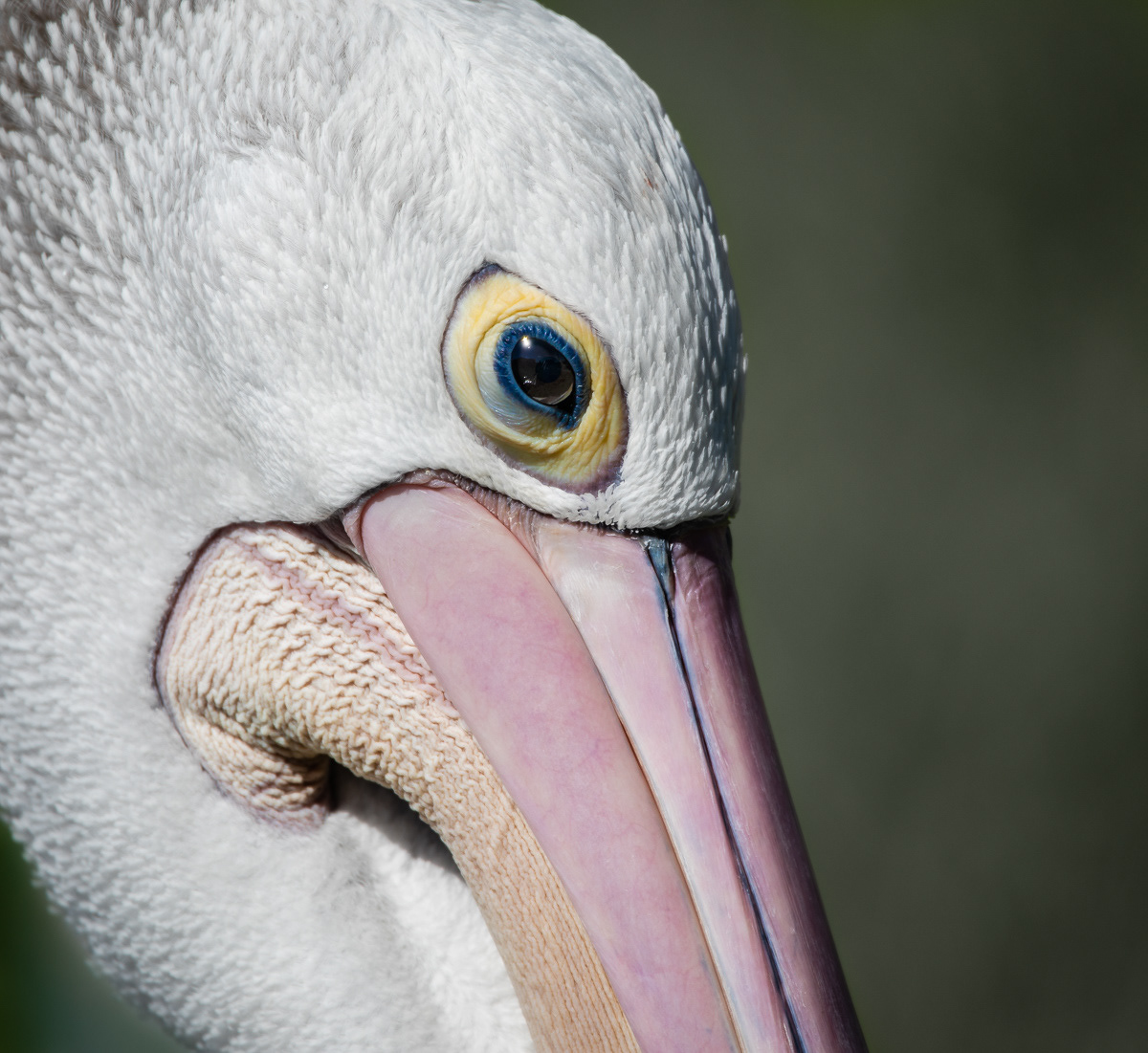Pelican, bird, Jill Lancaster Photography