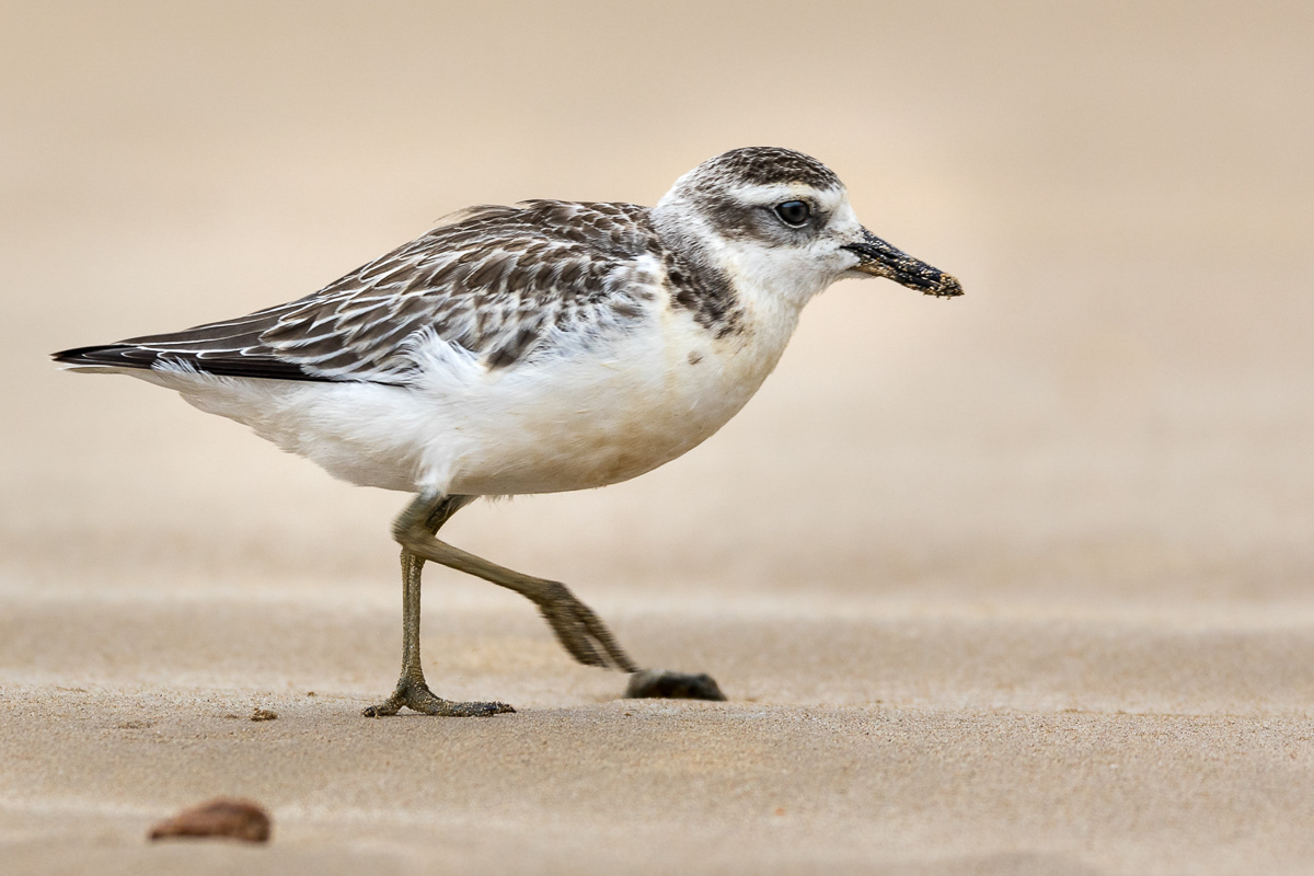 Dotterel, bird