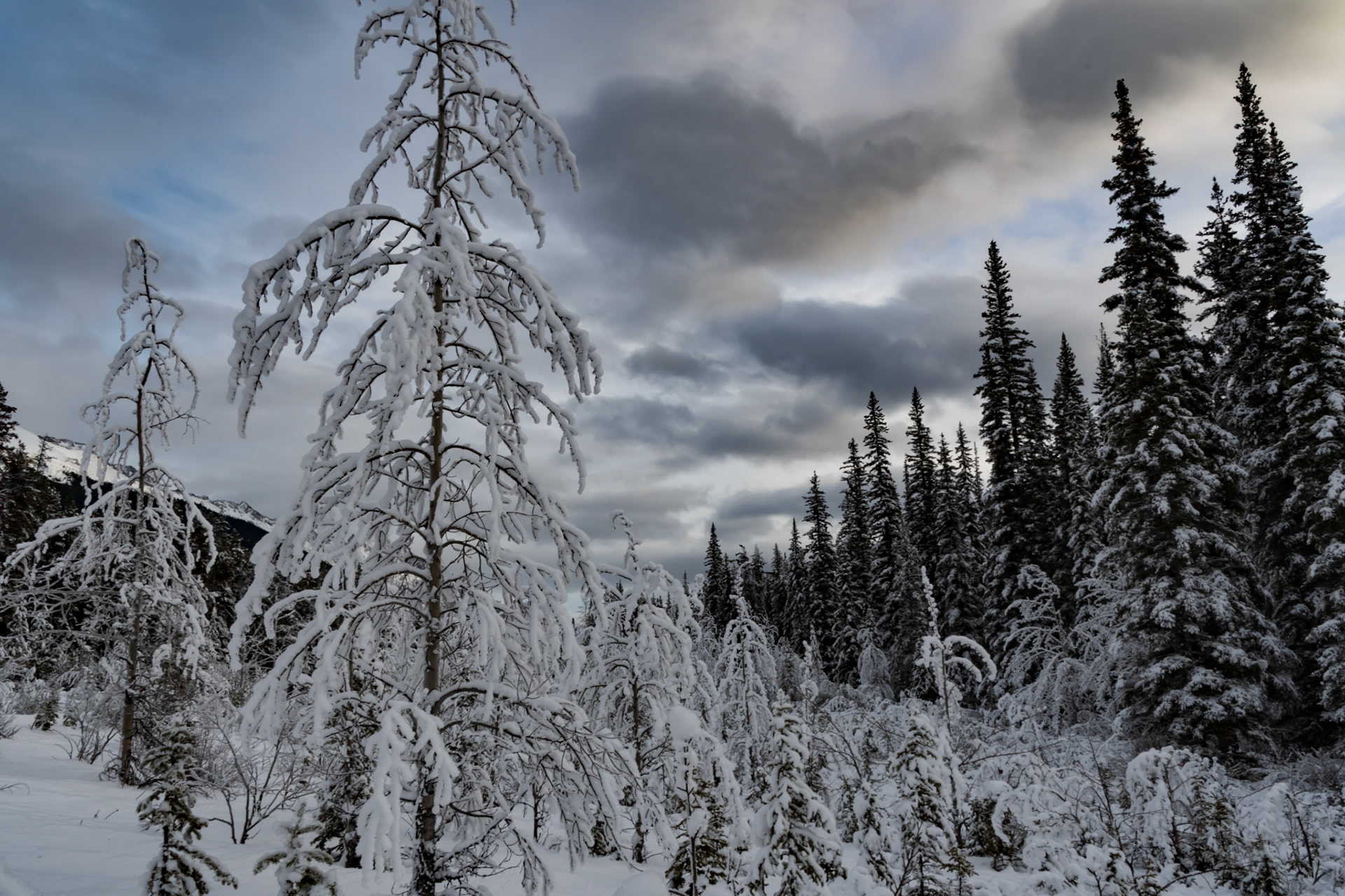 Maligne Lake Road, January 5, 2018