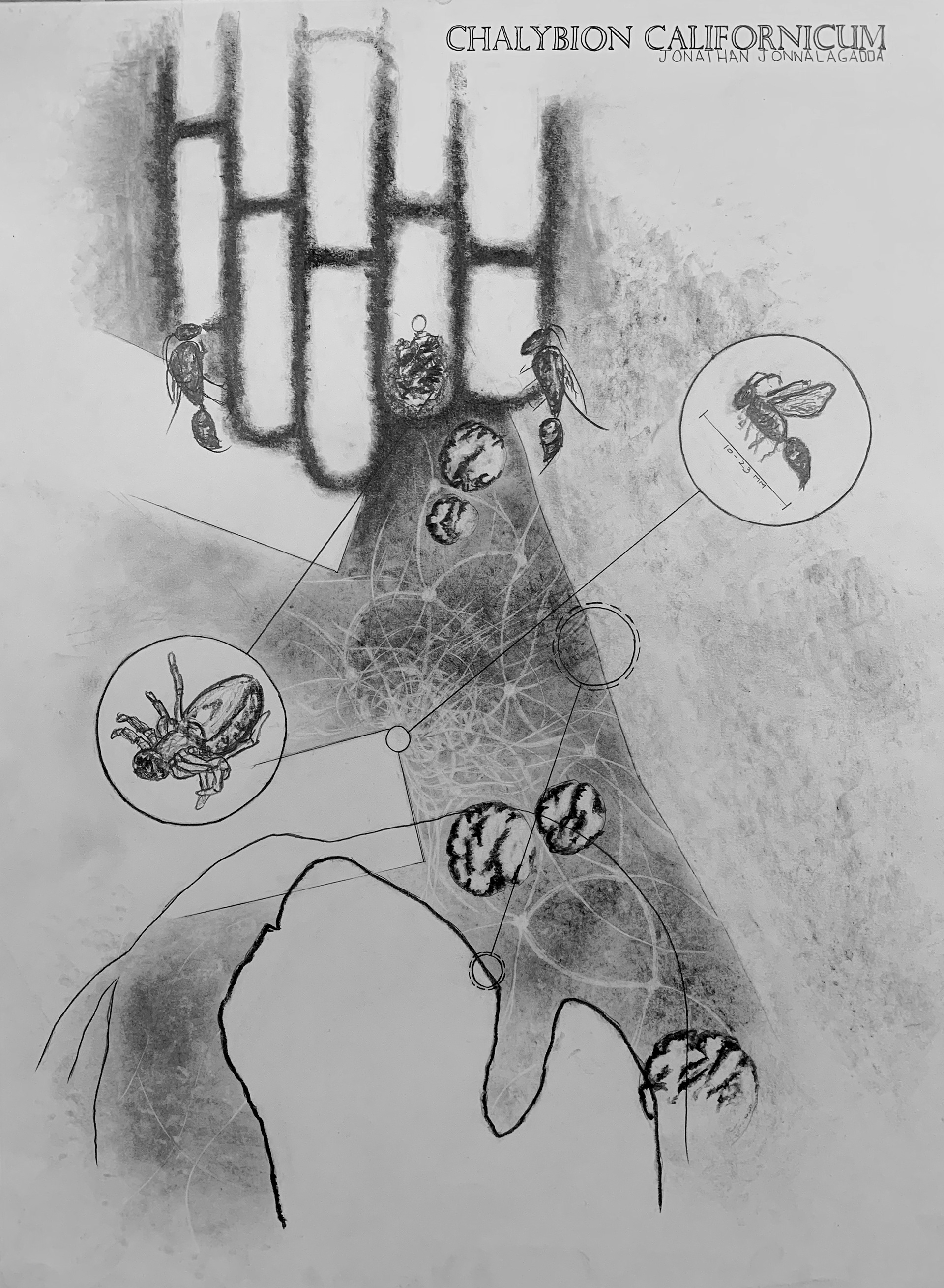 Graphite renderings from the research of a Blue Mud Dauber's natural environment, flight patterns, and food source.
