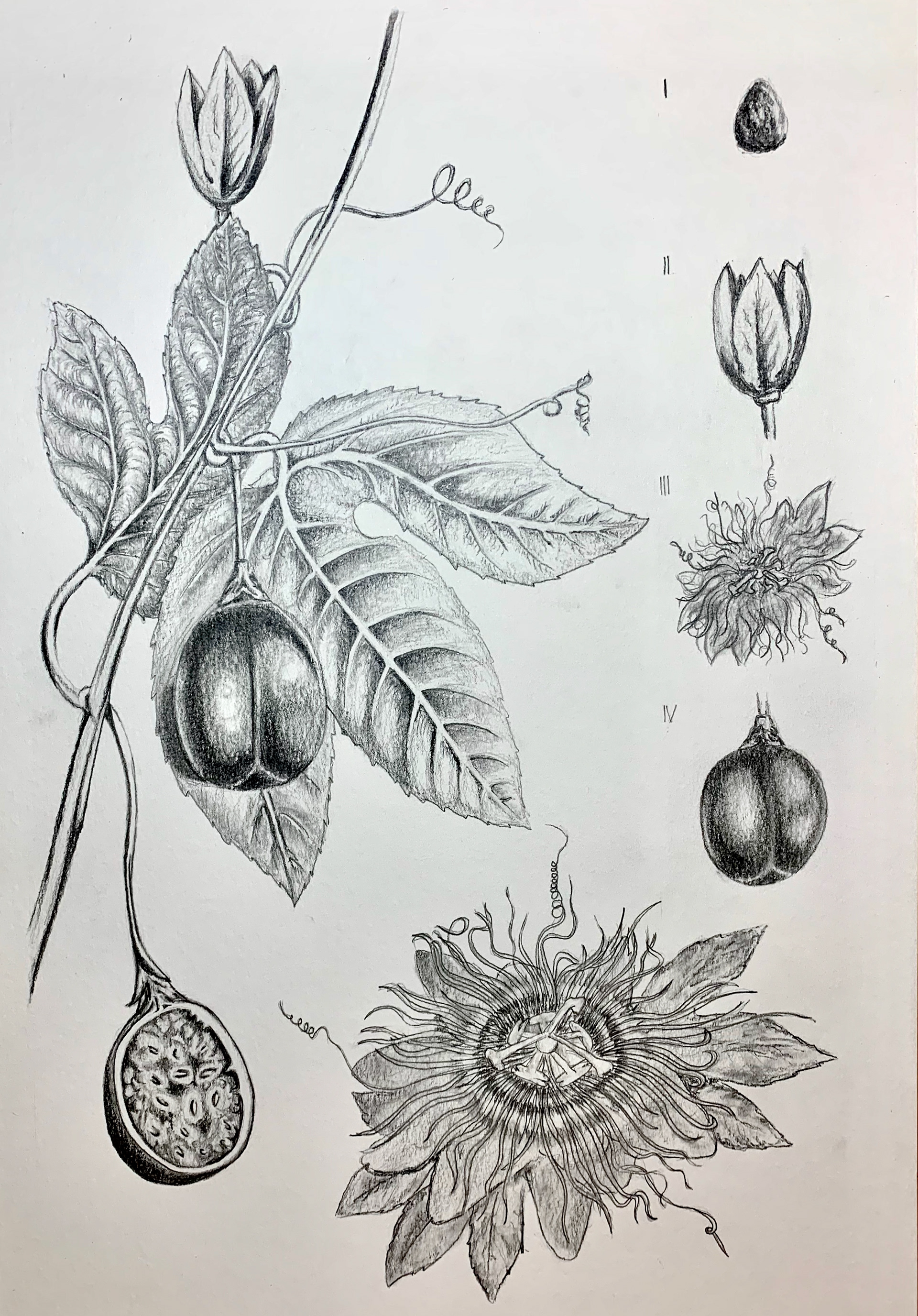 Research and exploration of the passion fruit.