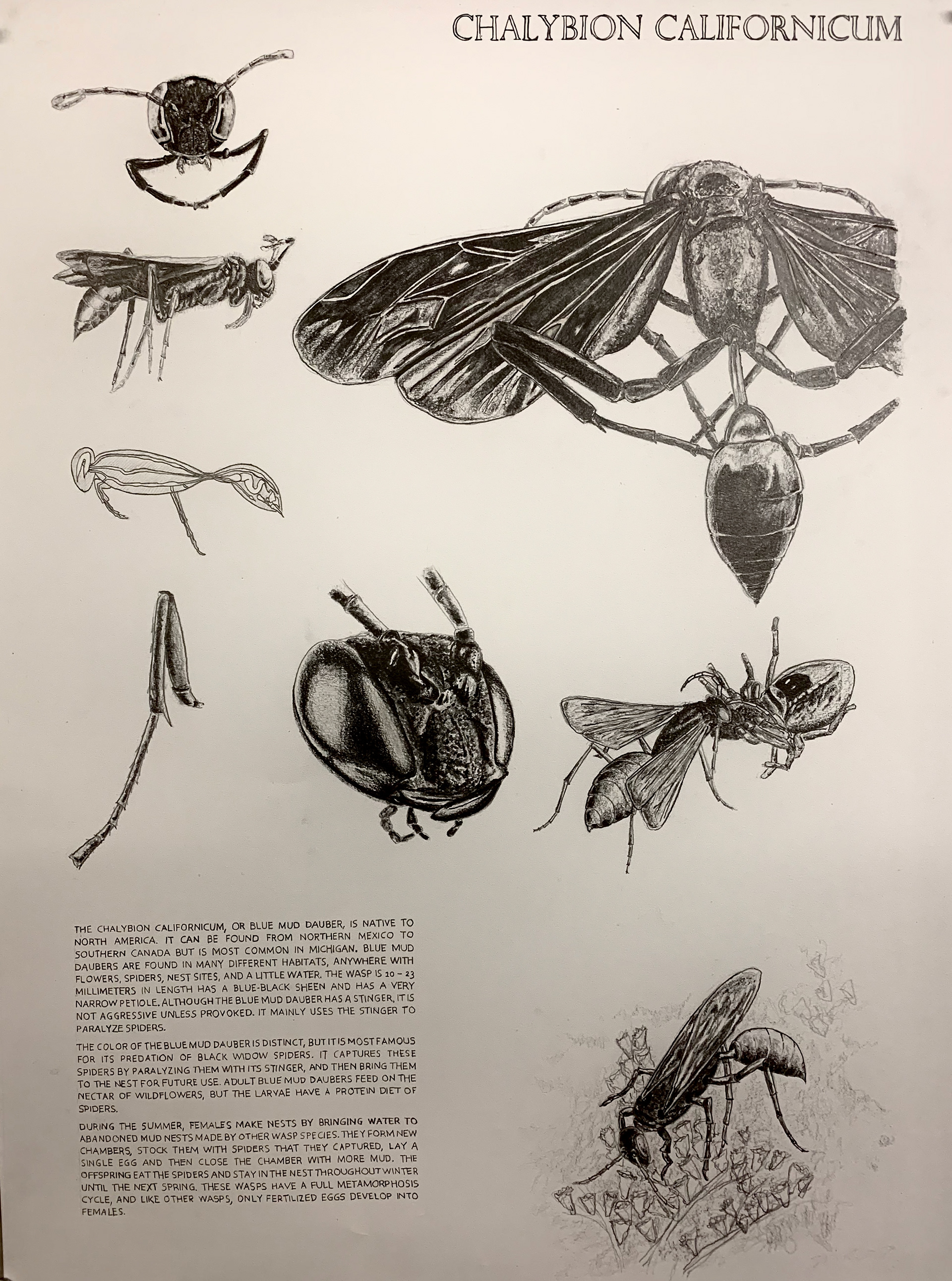Graphite renderings from the research and exploration of a Blue Mud Dauber's biological form and food sources.