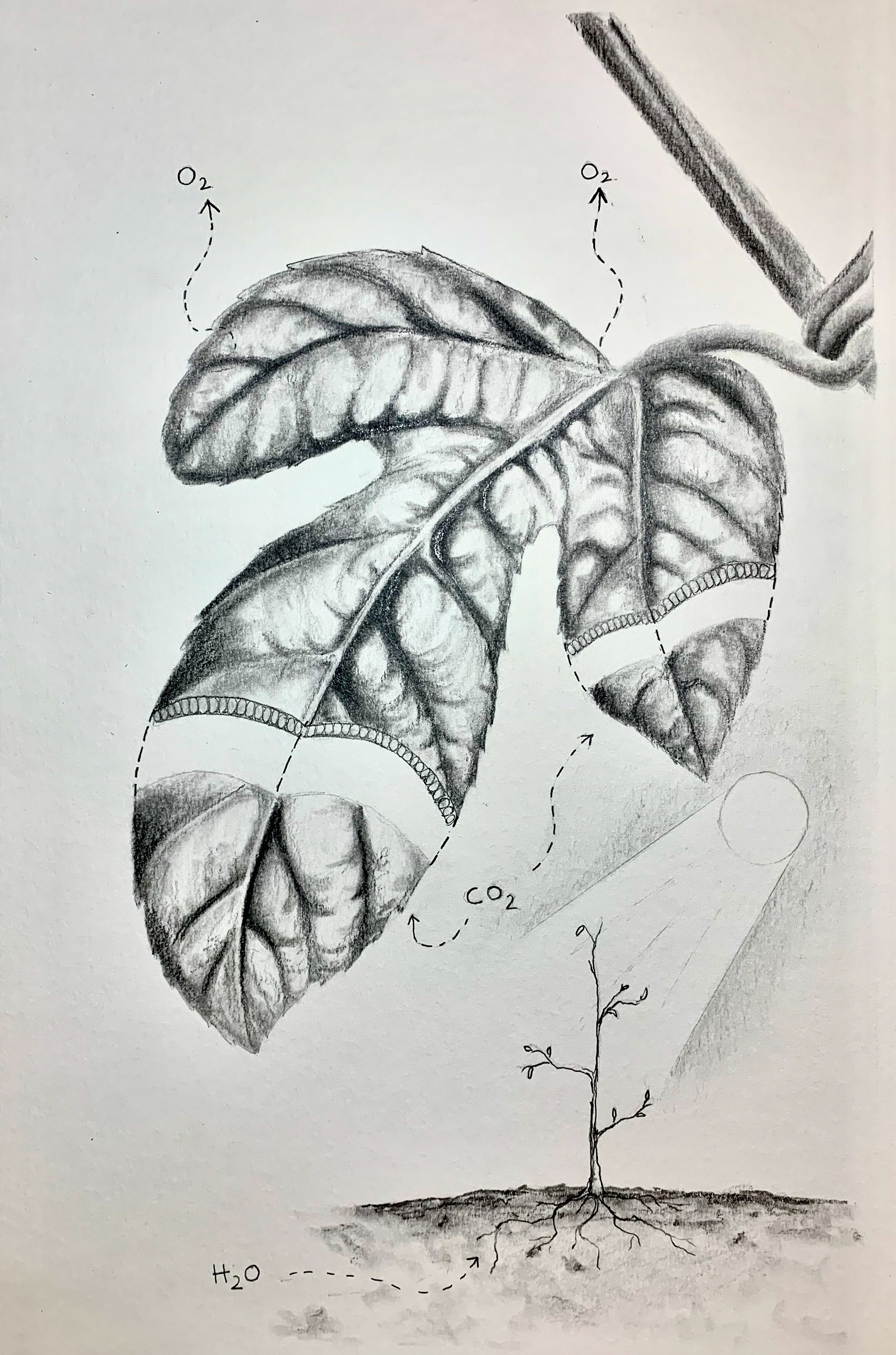 Research and exploration of the process of photosynthesis.