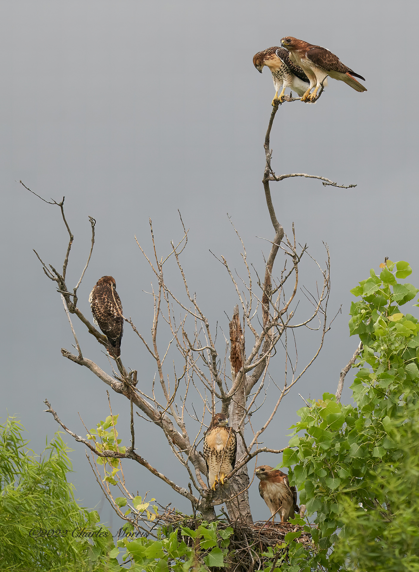 A Red-Tailed Hawk family. Three fledglings and their parents.