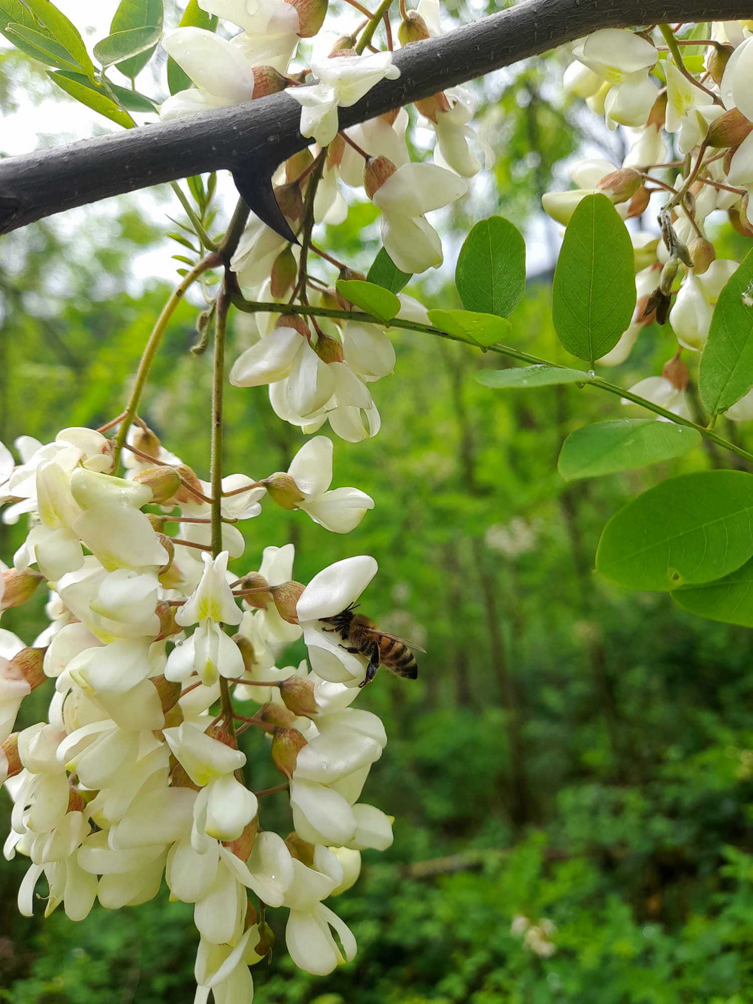 Butineuse dans des fleurs d'acacia
