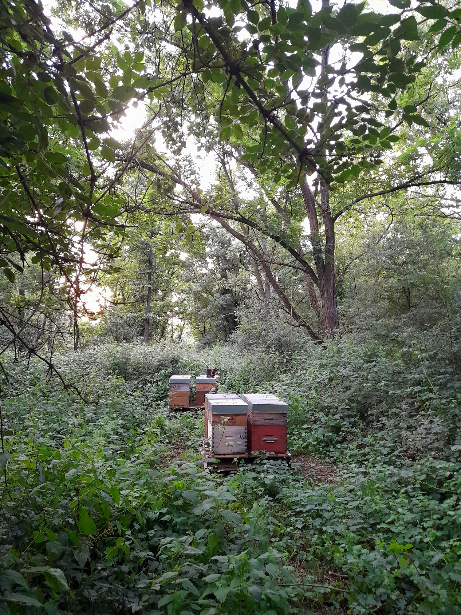 Ruchers en pleine forêt