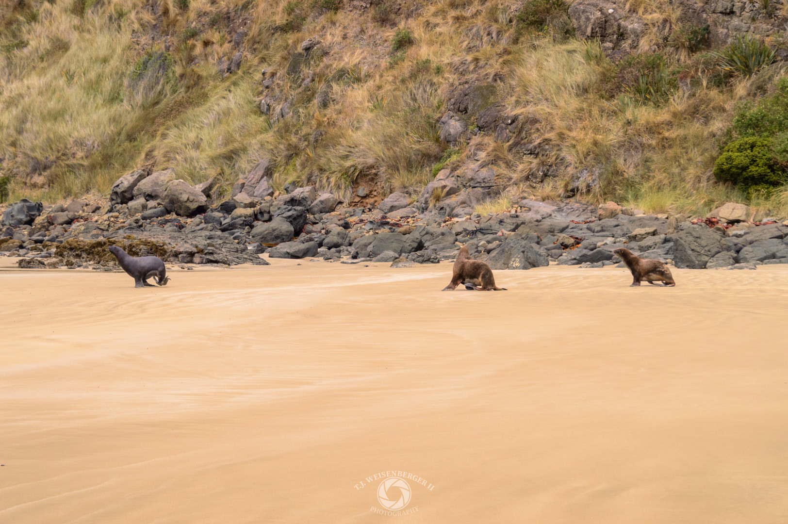 Hooker's Sea Lion Mating Dispute - Cannibal Bay, South Island, New Zealand