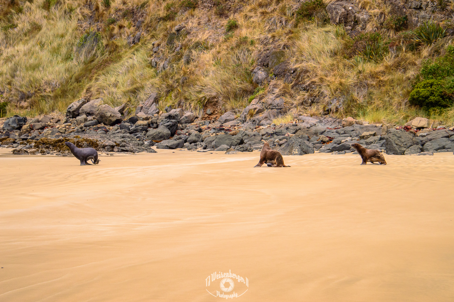 Hooker's Sea Lion Mating Dispute - Cannibal Bay, South Island, New Zealand