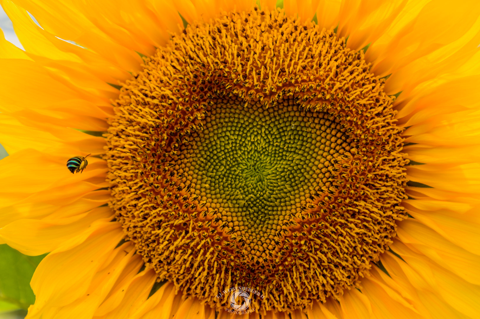 Blue-Banded Bee Landing on a Sunflower with a Heart Shape - Central Bali, Indonesia