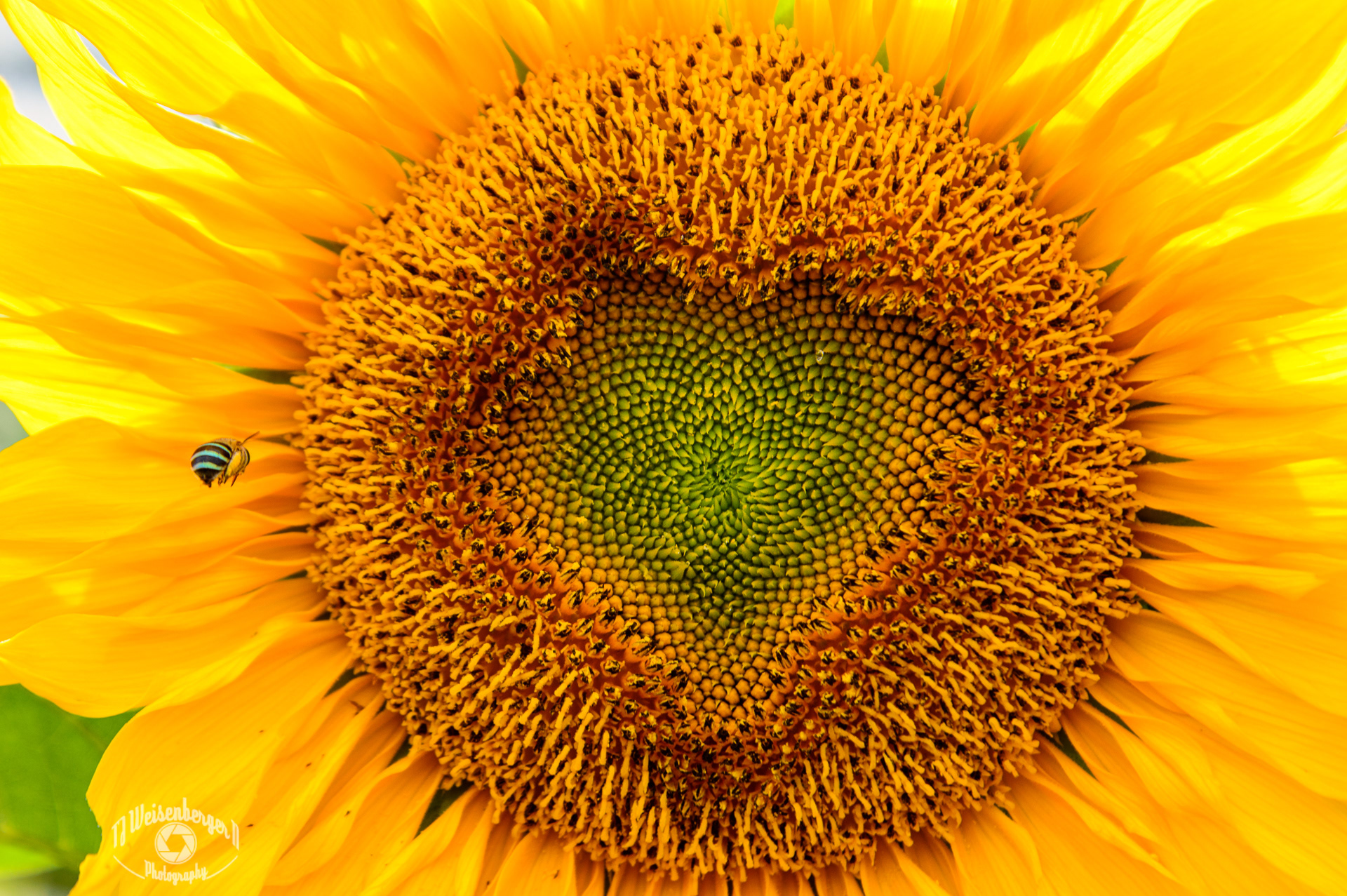 Blue-Banded Bee Landing on a Sunflower with a Heart Shape - Central Bali, Indonesia; Angsri; Animal; Asia; Bali; Banded; Bee; Blue; Blue-Banded; Environment; Flowers & Plants; Green; Heart Shape; Honey; Indonesia; Island; Photography; Planet Earth; Scenics - Nature; Southeast Asia; Spring; Summer; Sunflower; Travel; Travel Destinations; Tropical; Tropical Climate; Yellow; fauna; flower; flying; nature; outdoors; pollen; southeast; wild; wildlife; wildlife photography; T.J.; TJ; Weiseberger