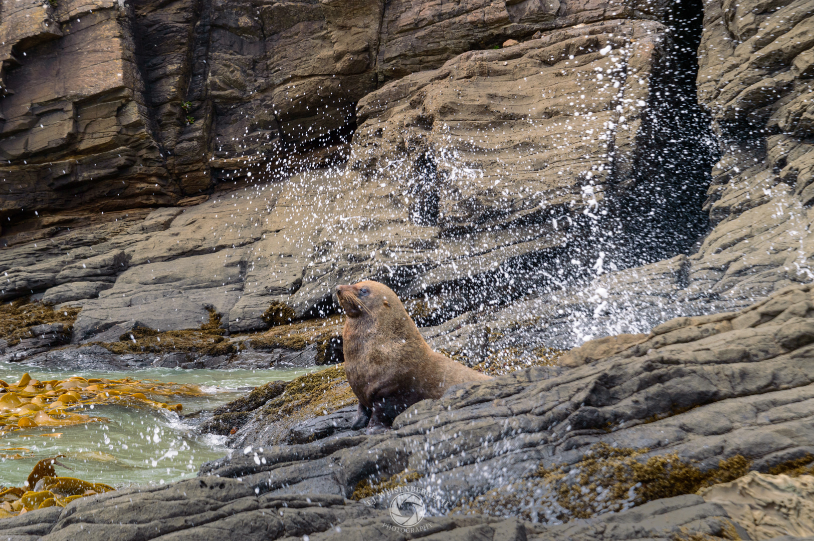 Fur Seal Sun Bathing in the Crashing Waves - Cannibal Bay, South_Island, New Zealand