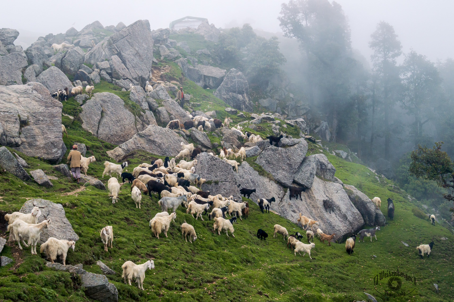 Goatherd and Goats Graze on Triund Hill Station - Dharamsala, Himachal Pradesh, India; Adventure; Asia; Dharamsala; Dharmashala; Domestic Animals; Environment; Farm; Goat; Grass; Herd; Herding; Hiking; Hill; Hill Station; Himachal Pradesh; Himalayas; Horizontal; India; Kangra; Landscape - Scenery; Large Group Of Animals; Livestock; Mammal; Mount; Mountain; Non-Urban Scene; Pasture; People; Photography; Rural Scene; Sky; Tourism; Travel; Triund; animal; nature; outdoors; rural; T.J.; TJ; Weiseberger