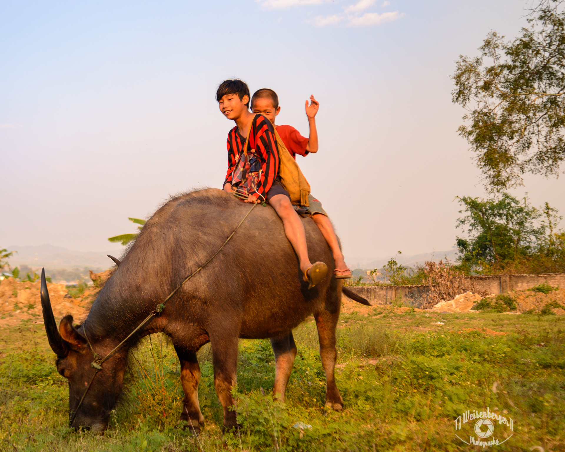 Quiting Time, Children Riding Water Buffalo Home After Grazing - Burma Myanmar