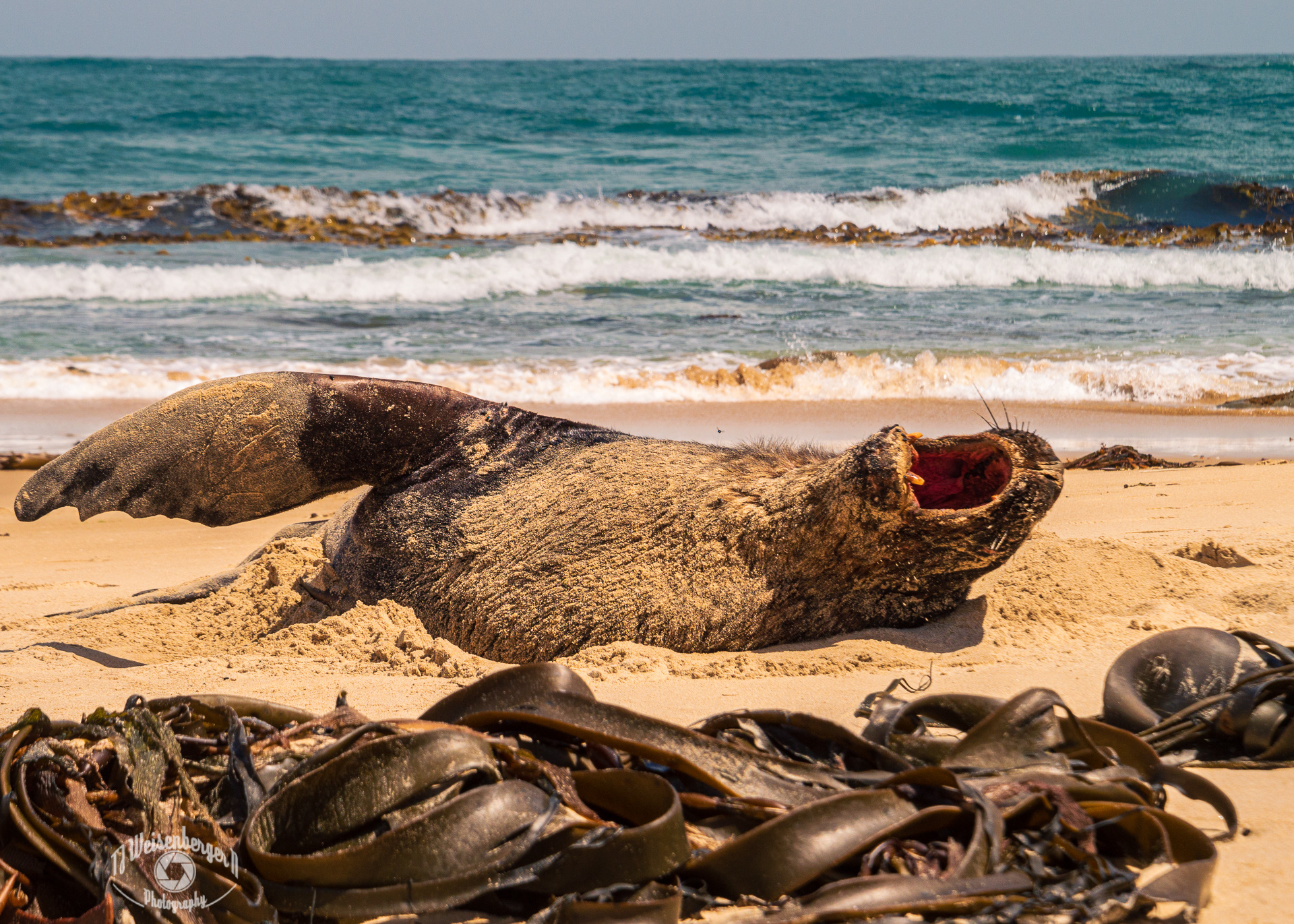 Sea Lion Yawns While Sun Bathing on Waipapa Point Beach - South Island, New Zealand; TJ; Weisenberger; Animal Wildlife; Coastline; Environment; Hooker's; Island; Landscape; Landscape - Scenery; Mating; New Zealand; No People; Phocarctos hookeri; Photography; Planet Earth; Rocks; Scenics - Nature; Sea; Sea Lions; Season; South Island; Summer; Sunny; The Catlins; Tourism; Travel; Travel Destinations; Waipapa; Waipapa Point; Waves; animal; beach; fauna; kepl; large; nature; outdoors; park; pinniped; wild; wildlife; wildlife photography; yawn;