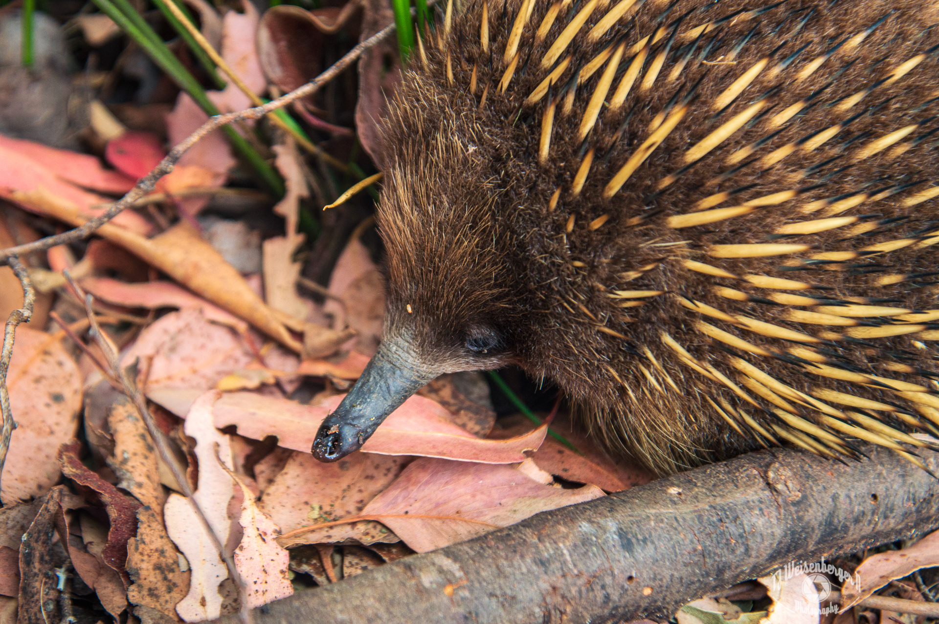 Short Beaked Echidna, Tachyglossus Aculeatus Setosus - Tasmania, Australia