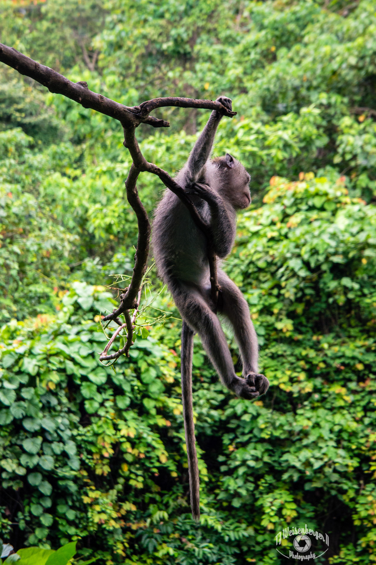 Crab Eating Macaque Hanging Out in the Sacred Monkey Forest - Ubud, Bali, Indonesia