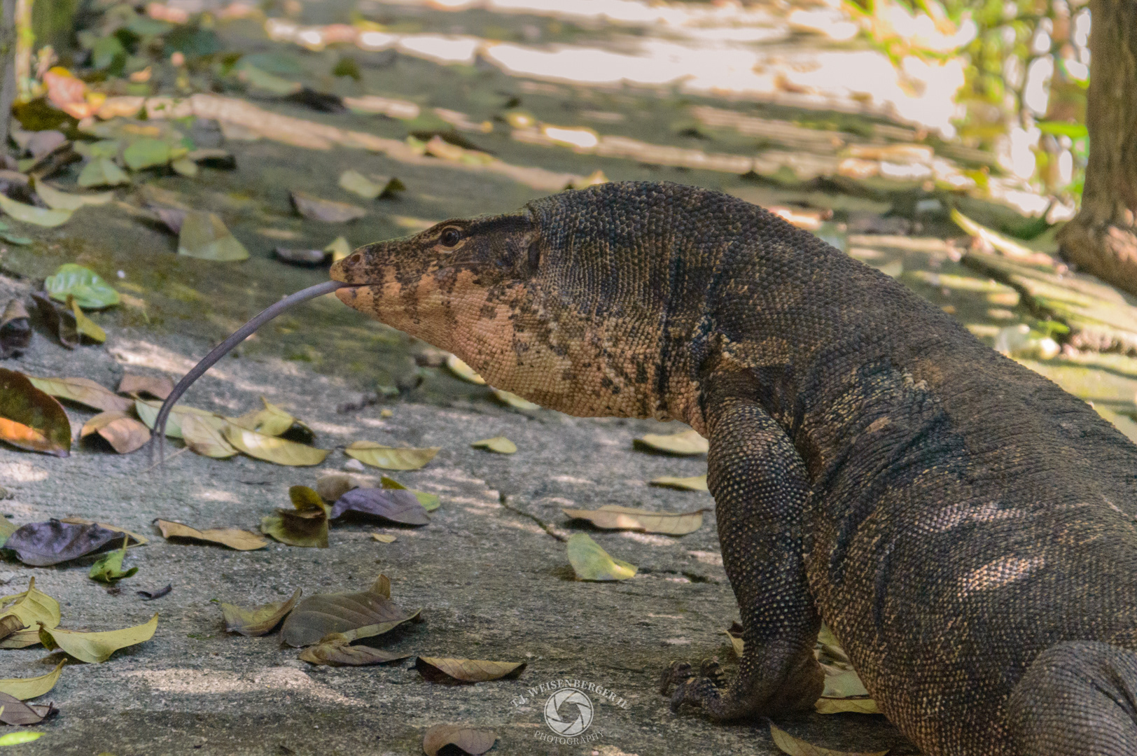 Asian Water Monitor Wandering Through Tonsai - Krabi, Thailand