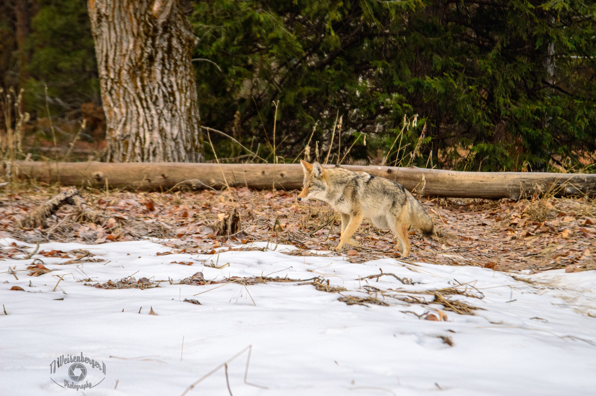 Coyote Roaming the Valley, Yosemite National Park - California, United States; TJ; Weisenberger; Animal; California; Canis latrans; Coyote; Environment; Landscape; Landscape - Scenery; National Park; No People; Photography; Planet Earth; Scenics - Nature; Snow; Tourism; Travel; Travel Destinations; United States; Wild Animal; Yosemite; Yosemite Valley; fauna; nature; outdoors; park; wild; wildlife; wildlife photography; winter;